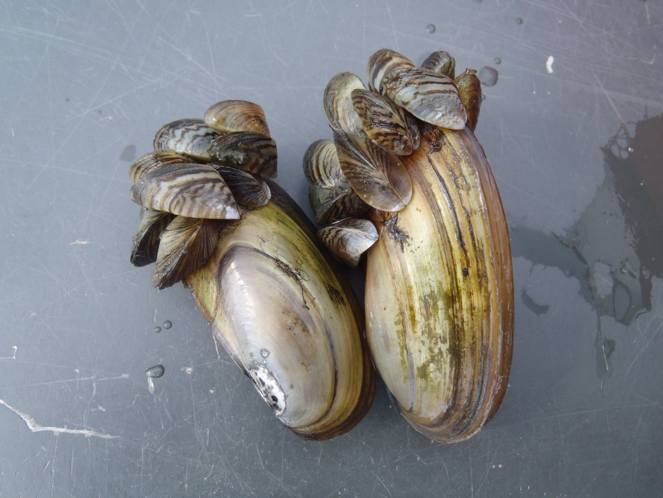 Picture of zebra mussels attached to and smothering a native mussels